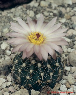 Notocactus cv. crassigibbus F2